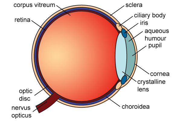 Anatomy of the Eye